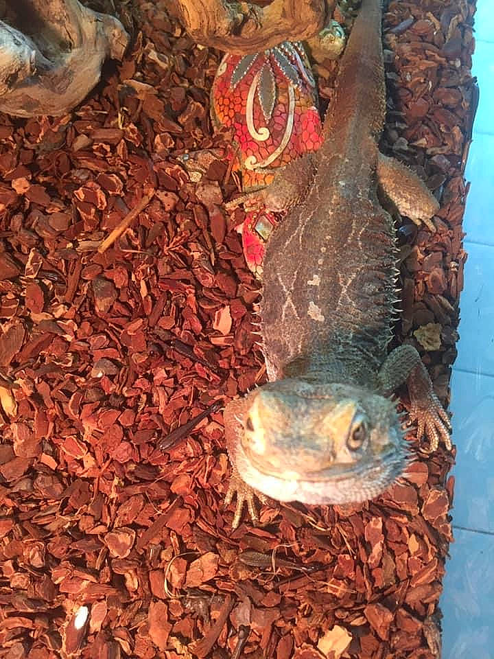 Jack a rejoint le concours — aidez-le/la à gagner de superbes lots ! autumn, deciduous, lizard, reptile, scaled_reptile