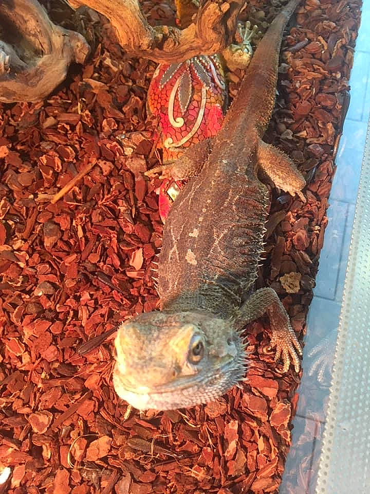 Jack participe au concours pour gagner de l'argent avec cette photo : fish, marine_biology, ray_finned_fish, tail, vertebrate