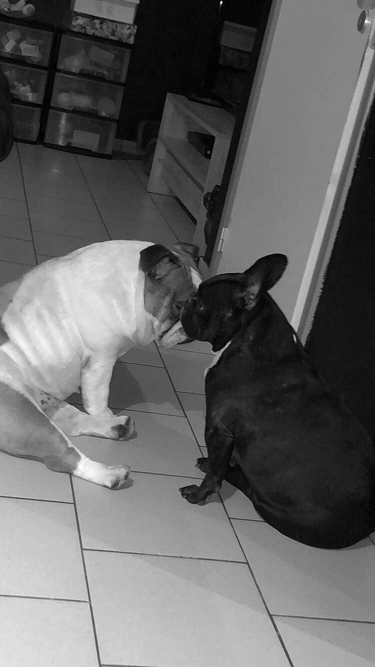 Yoda participe au concours pour gagner de l'argent avec cette photo : canidae, carnivore, collar, companion_dog, dog, dog_breed, fawn, felidae, flooring, monochrome, monochrome_photography, small_to_medium_sized_cats, snout, sporting_group, style, tail, toy_dog, vertebrate, whiskers, working_animal