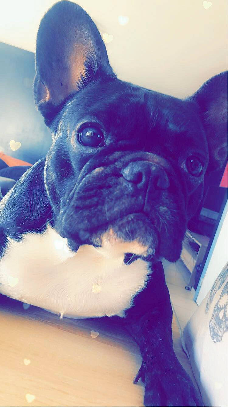 Yoda a rejoint le concours — aidez-le/la à gagner de superbes lots ! bulldog, carnivore, companion_dog, dog, dog_breed, ear, electric_blue, eye, fawn, french_bulldog, head, human_body, mammal, snout, sporting_group, terrestrial_animal, toy_dog, vertebrate, whiskers, working_animal