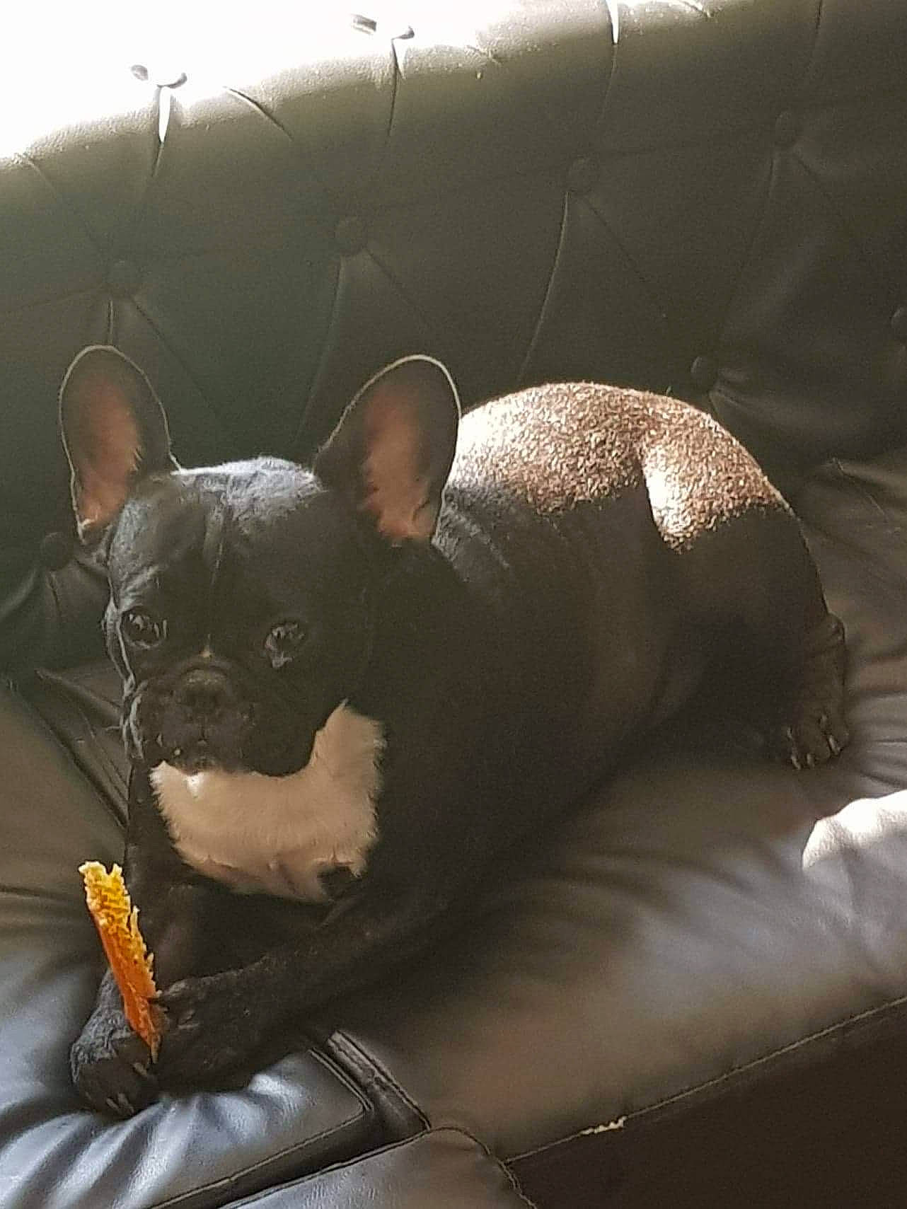 Yoda a rejoint le concours — aidez-le/la à gagner de superbes lots ! canidae, carnivore, comfort, companion_dog, couch, dog, dog_breed, ear, eye, fawn, felidae, grey, head, human_body, snout, sporting_group, tail, toy_dog, whiskers, working_animal