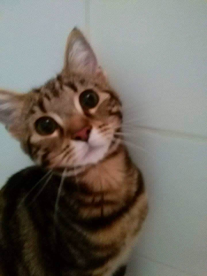 Chi a rejoint le concours — aidez-le/la à gagner de superbes lots ! beige, brown, carnivore, cat, domestic_short_haired_cat, fawn, felidae, fur, iris, kitten, skin, small_to_medium_sized_cats, snout, tabby_cat, terrestrial_animal, whiskers