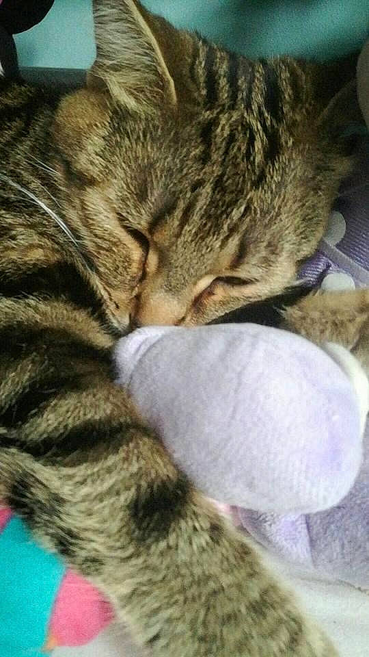 Chi a rejoint le concours — aidez-le/la à gagner de superbes lots ! carnivore, cat, comfort, domestic_short_haired_cat, fawn, felidae, fur, nap, sleep, small_to_medium_sized_cats, tabby_cat, thread, whiskers