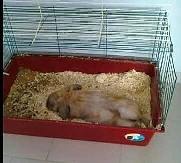 Nesquik a rejoint le concours — aidez-le/la à gagner de superbes lots ! animal_feed, animal_shelter, beige, brown, cage, fawn, grey, kitchen_appliance_accessory, muroidea, pet_supply, rectangle, rodent