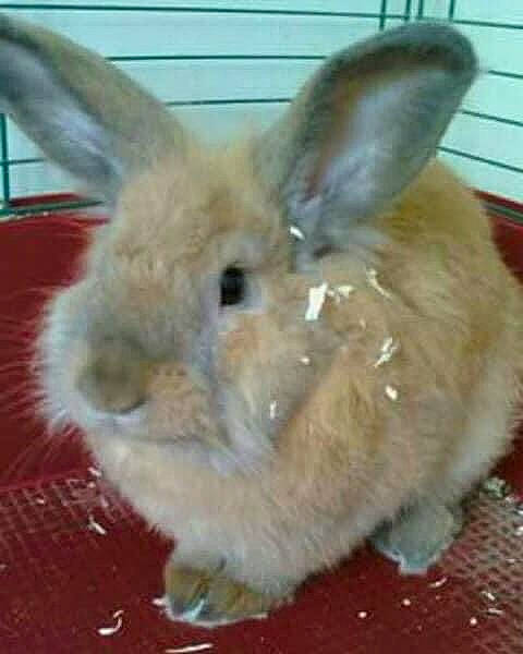 Nesquik participe au concours pour gagner de l'argent avec cette photo : adaptation, brown, domestic_rabbit, fawn, fur, grey, iris, organism, photography, rabbit, rabbits_and_hares, skin, snapshot, snout, terrestrial_animal, vertebrate, whiskers, white