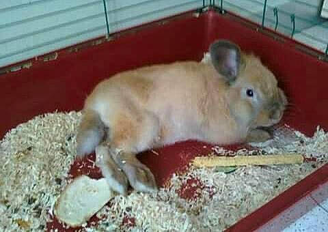 Nesquik participe au concours pour gagner de l'argent avec cette photo : beige, black, domestic_rabbit, fawn, floor, flooring, fur, iris, mammal, pet_supply, rabbits_and_hares, rodent, skin, snapshot, snout, terrestrial_animal, vertebrate, white, wood, yellow