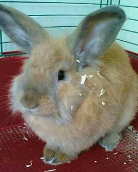 Nesquik a rejoint le concours — aidez-le/la à gagner de superbes lots ! adaptation, brown, domestic_rabbit, fawn, fur, grey, iris, organism, photography, rabbit, rabbits_and_hares, skin, snapshot, snout, terrestrial_animal, vertebrate, whiskers, white