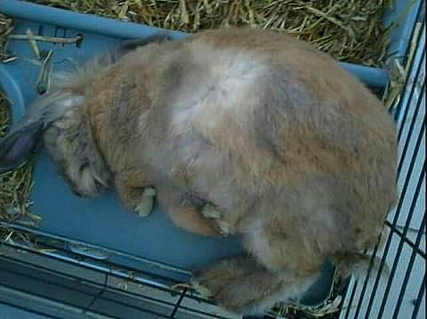 Nesquik a rejoint le concours — aidez-le/la à gagner de superbes lots ! carnivore, cat, claw, fawn, felidae, fur, kitchen_utensil, small_to_medium_sized_cats, tail, terrestrial_animal, vertebrate