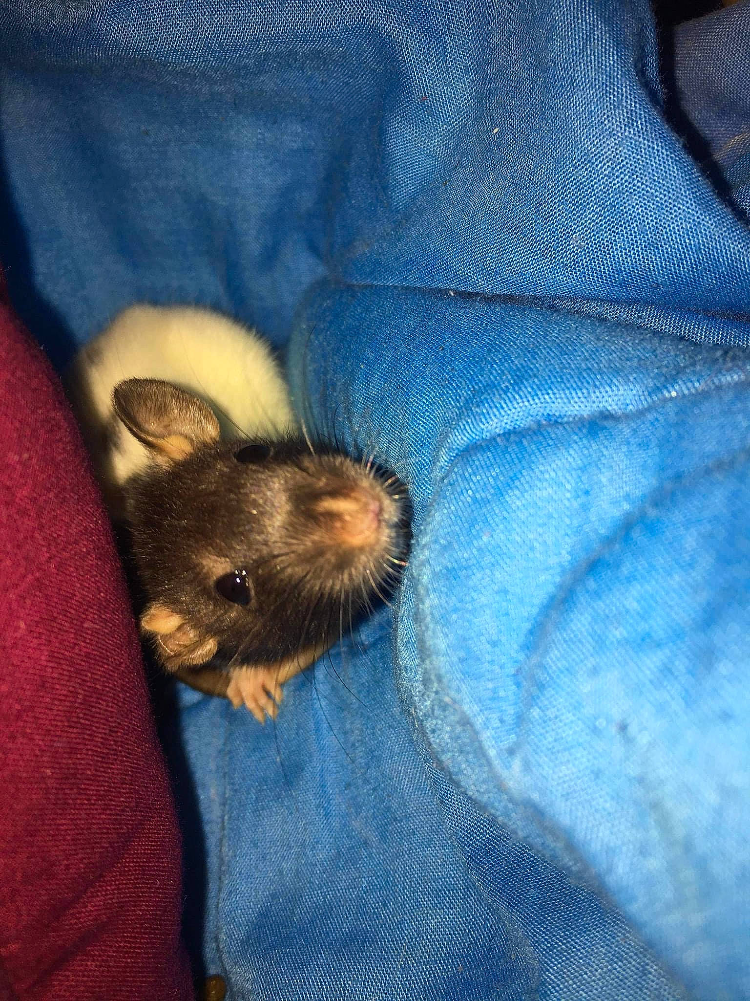 Biscotte participe au concours pour gagner de l'argent avec cette photo : blue, chinchilla, dormouse, electric_blue, fawn, fur, gerbil, mouse, muridae, muroidea, packrats, pest, rat, rodent, skin, snout, whiskers, white_footed_mice