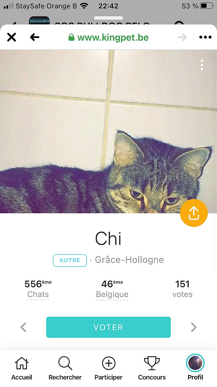 Eux participe au concours pour gagner de l'argent avec cette photo : brand, carnivore, cat, curious, domestic_short_haired_cat, felidae, graphics, internet_meme, iris, number, organism, photo_caption, screenshot, small_to_medium_sized_cats, snout, square, terrestrial_animal, vertebrate, web_page, whiskers