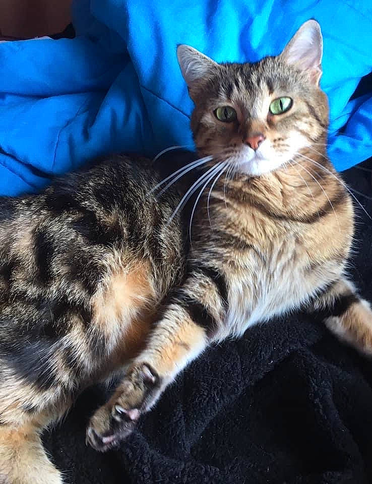 Chi participe au concours pour gagner de l'argent avec cette photo : carnivore, cat, comfort, domestic_short_haired_cat, felidae, fur, organism, small_to_medium_sized_cats, tail, terrestrial_animal, vertebrate, whiskers