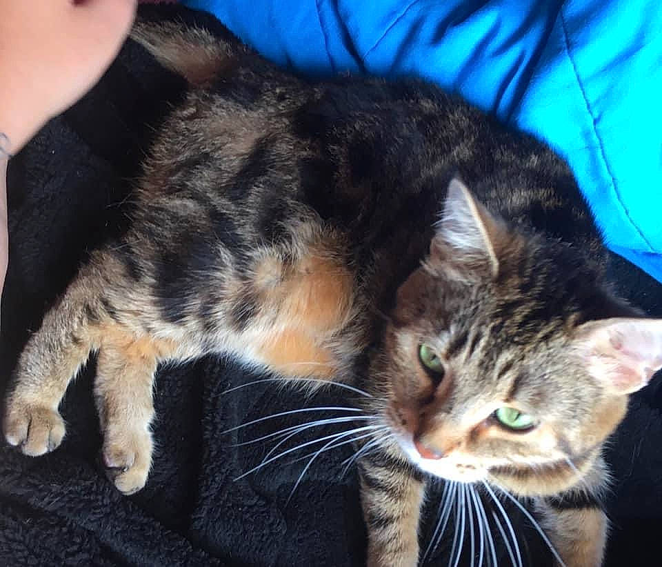 Chi a rejoint le concours — aidez-le/la à gagner de superbes lots ! carnivore, cat, comfort, domestic_short_haired_cat, felidae, fur, nail, small_to_medium_sized_cats, snout, tabby_cat, vertebrate, whiskers, wrist