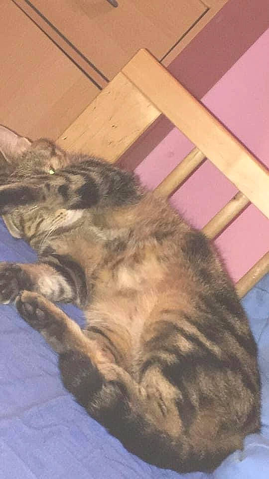 Chi a rejoint le concours — aidez-le/la à gagner de superbes lots ! carnivore, cat, fawn, felidae, fur, small_to_medium_sized_cats, tail, terrestrial_animal, vertebrate, whiskers