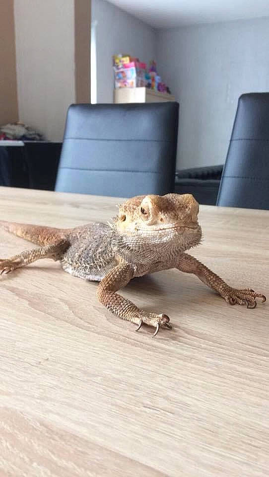 Ferrero participe au concours pour gagner de l'argent avec cette photo : adaptation, beige, brown, claw, fawn, floor, flooring, fur, gecko, home_accessories, lamp, snout, tail, tan, terrestrial_animal, toy, wood