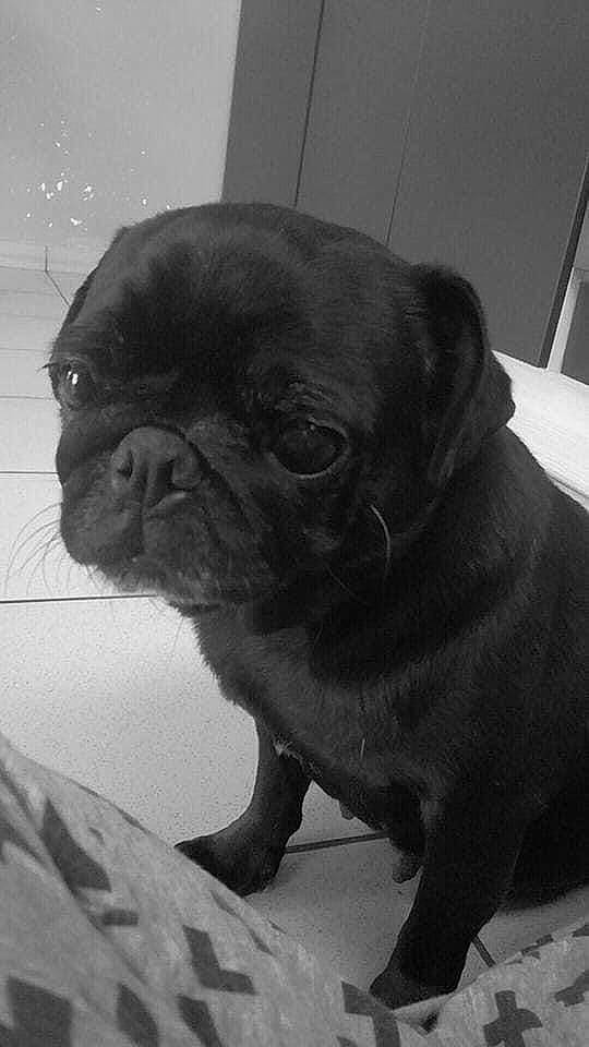 Lyra a rejoint le concours — aidez-le/la à gagner de superbes lots ! black, canidae, carnivore, companion_dog, dog, dog_breed, fawn, mammal, non_sporting_group, organ, pug, puppy, skin, snout, sporting_group, toy_dog, whiskers, working_animal, wrinkle