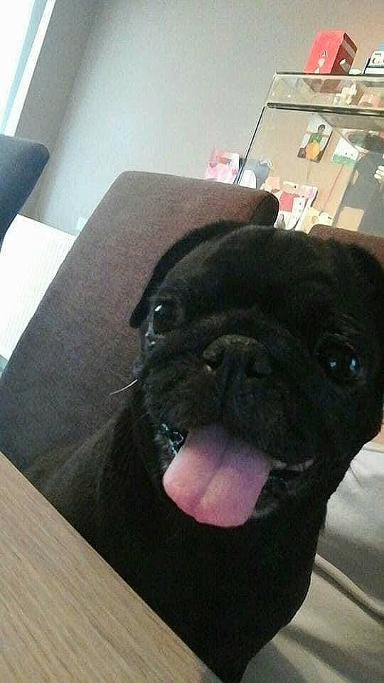 Lyra participe au concours pour gagner de l'argent avec cette photo : black, carnivore, companion_dog, dog, dog_breed, fawn, fixture, floor, flooring, hardwood, mammal, pug, puppy, skin, snout, toy_dog, wood, wood_stain, working_animal, wrinkle