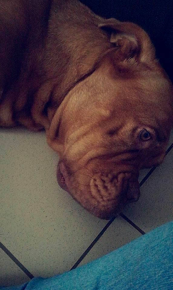 Xena participe au concours pour gagner de l'argent avec cette photo : canidae, carnivore, companion_dog, dog, dog_breed, dogue_de_bordeaux, fawn, liver, mammal, molosser, old_english_bulldog, skin, snout, sporting_group, tan, teal, whiskers, working_animal, working_dog, wrinkle