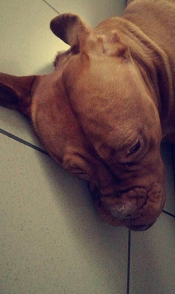 Xena a rejoint le concours — aidez-le/la à gagner de superbes lots ! brown, canidae, carnivore, companion_dog, dog, dog_breed, fawn, liver, mammal, old_english_bulldog, ori_pei, skin, snout, sporting_group, tail, tan, whiskers, working_animal, working_dog, wrinkle