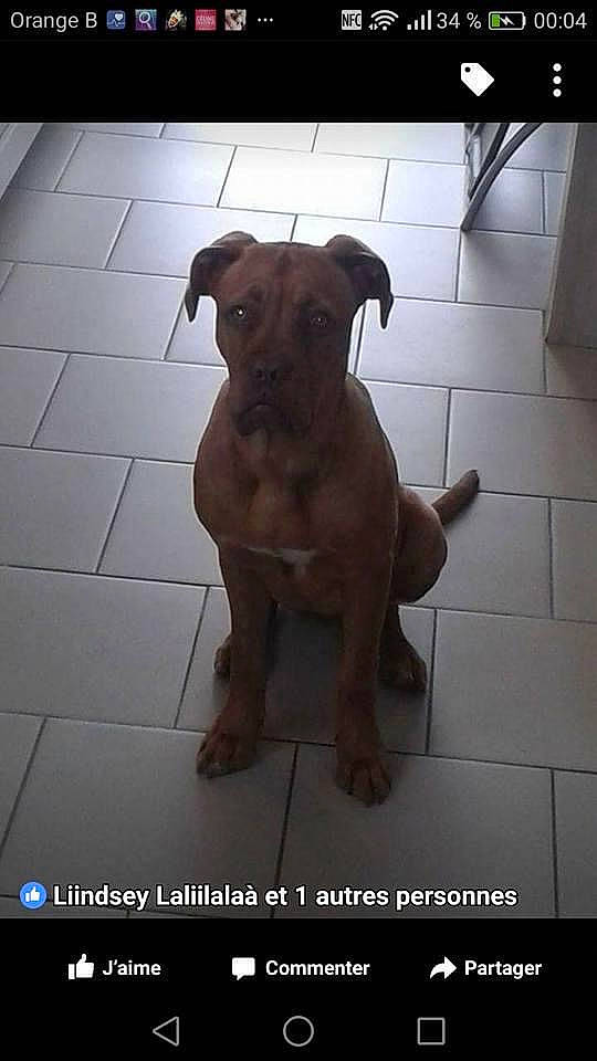 Xena a rejoint le concours — aidez-le/la à gagner de superbes lots ! brown, canidae, carnivore, companion_dog, dog, dog_breed, dog_supply, fawn, floor, flooring, font, liver, non_sporting_group, pet_supply, photo_caption, snout, sporting_group, tile, working_animal, working_dog