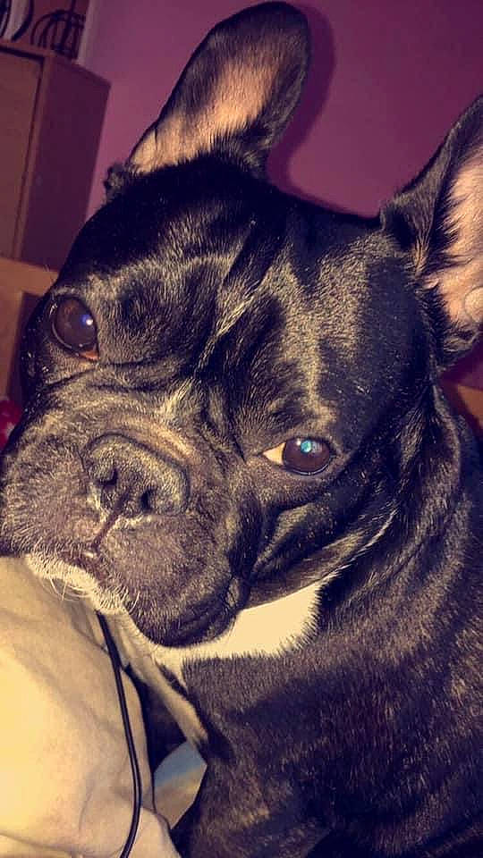 Yoda Xena Lyra Marcel Molly a rejoint le concours — aidez-le/la à gagner de superbes lots ! canidae, carnivore, collar, companion_dog, dog, dog_breed, dog_collar, fawn, french_bulldog, mammal, non_sporting_group, organ, pet_supply, pug, skin, snout, toy_dog, vertebrate, whiskers, working_animal