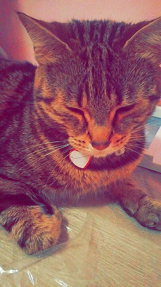 Yoda Xena Lyra Marcel Molly participe au concours pour gagner de l'argent avec cette photo : carnivore, cat, claw, domestic_short_haired_cat, felidae, fur, paw, pet_supply, small_to_medium_sized_cats, snout, vertebrate, whiskers