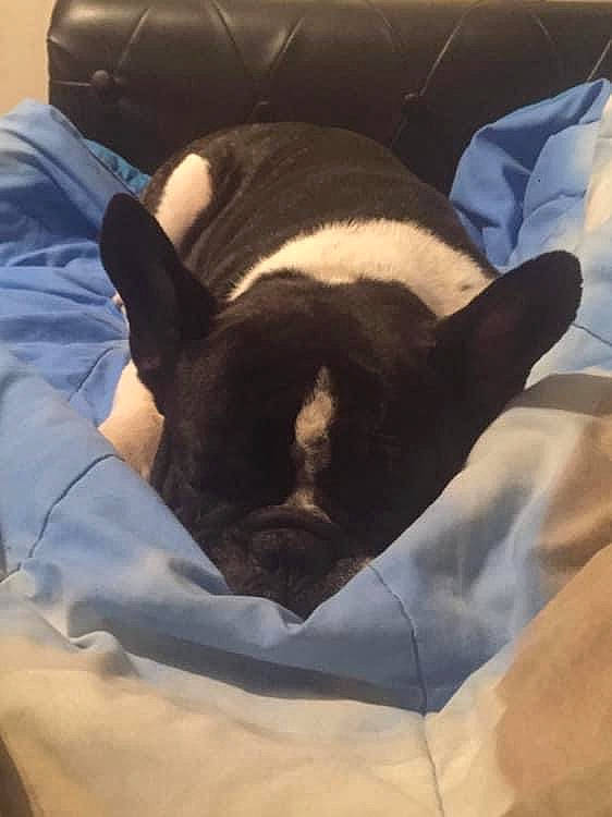 Bouli a rejoint le concours — aidez-le/la à gagner de superbes lots ! carnivore, comfort, dog, dog_breed, linens, nap, sleep, snout, terrestrial_animal, vertebrate, whiskers, working_animal