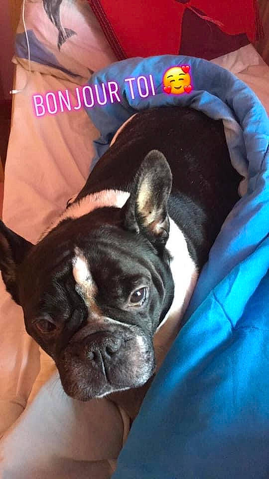 Bouli a rejoint le concours — aidez-le/la à gagner de superbes lots ! bulldog, canidae, carnivore, comfort, companion_dog, dog, dog_bed, dog_breed, dog_supply, fawn, french_bulldog, mammal, non_sporting_group, pet_supply, skin, snout, toy_dog, vertebrate, whiskers, working_animal