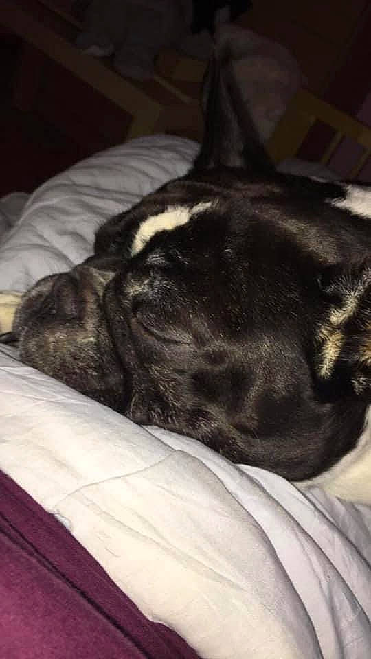 Bouli participe au concours pour gagner de l'argent avec cette photo : bed, canidae, carnivore, comfort, companion_dog, dog, dog_breed, fawn, linens, mammal, nap, old_english_bulldog, pet_supply, sleep, snout, sporting_group, whiskers, working_animal, working_dog, wrinkle