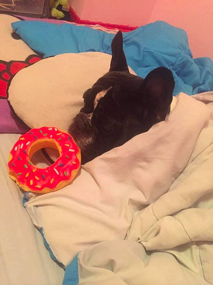 Bouli a rejoint le concours — aidez-le/la à gagner de superbes lots ! baked_goods, bed, bed_sheet, bedding, bedtime, blanket, carnivore, comfort, dessert, dog, dog_bed, dog_breed, dog_supply, linens, pet_supply, sleep, toy, working_animal