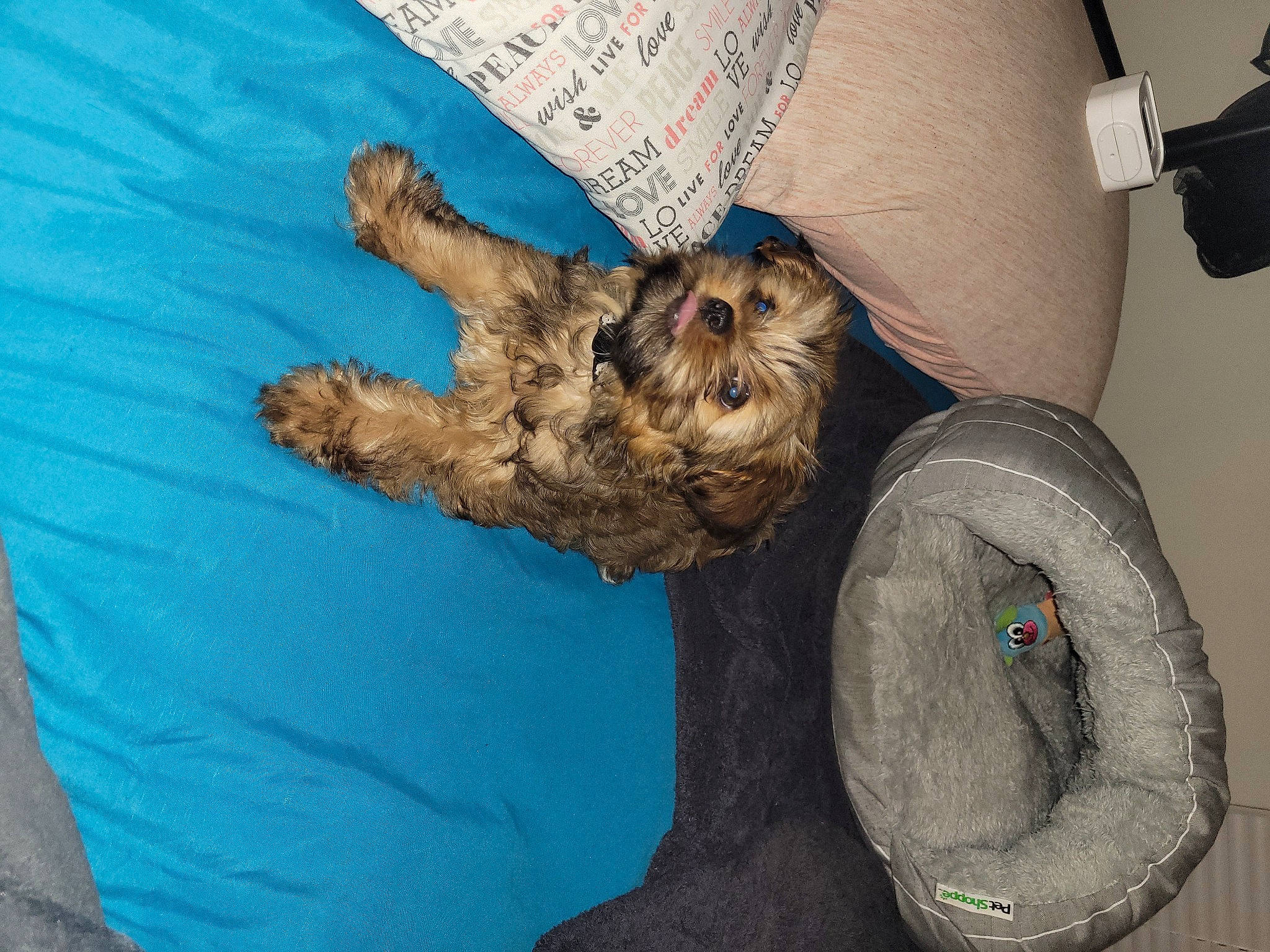 Yoshi joined the competition — help win amazing prizes! automotive_tire, canidae, carnivore, comfort, companion_dog, dog, dog_breed, dog_supply, felidae, fur, nap, puppy, small_to_medium_sized_cats, sporting_group, tail, terrier, toy, toy_dog