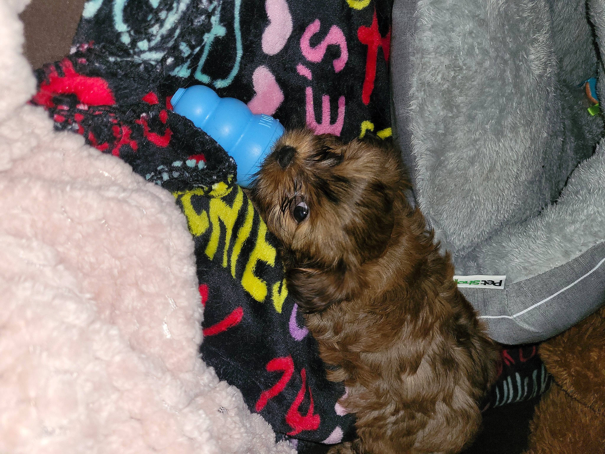 Yoshi is registered to the contest to win money with this photo: canidae, carnivore, collar, companion_dog, dog, dog_breed, dog_clothes, dog_collar, dog_supply, fawn, fur, liver, mammal, pet_supply, snout, sporting_group, terrier, toy_dog, water_dog, working_animal