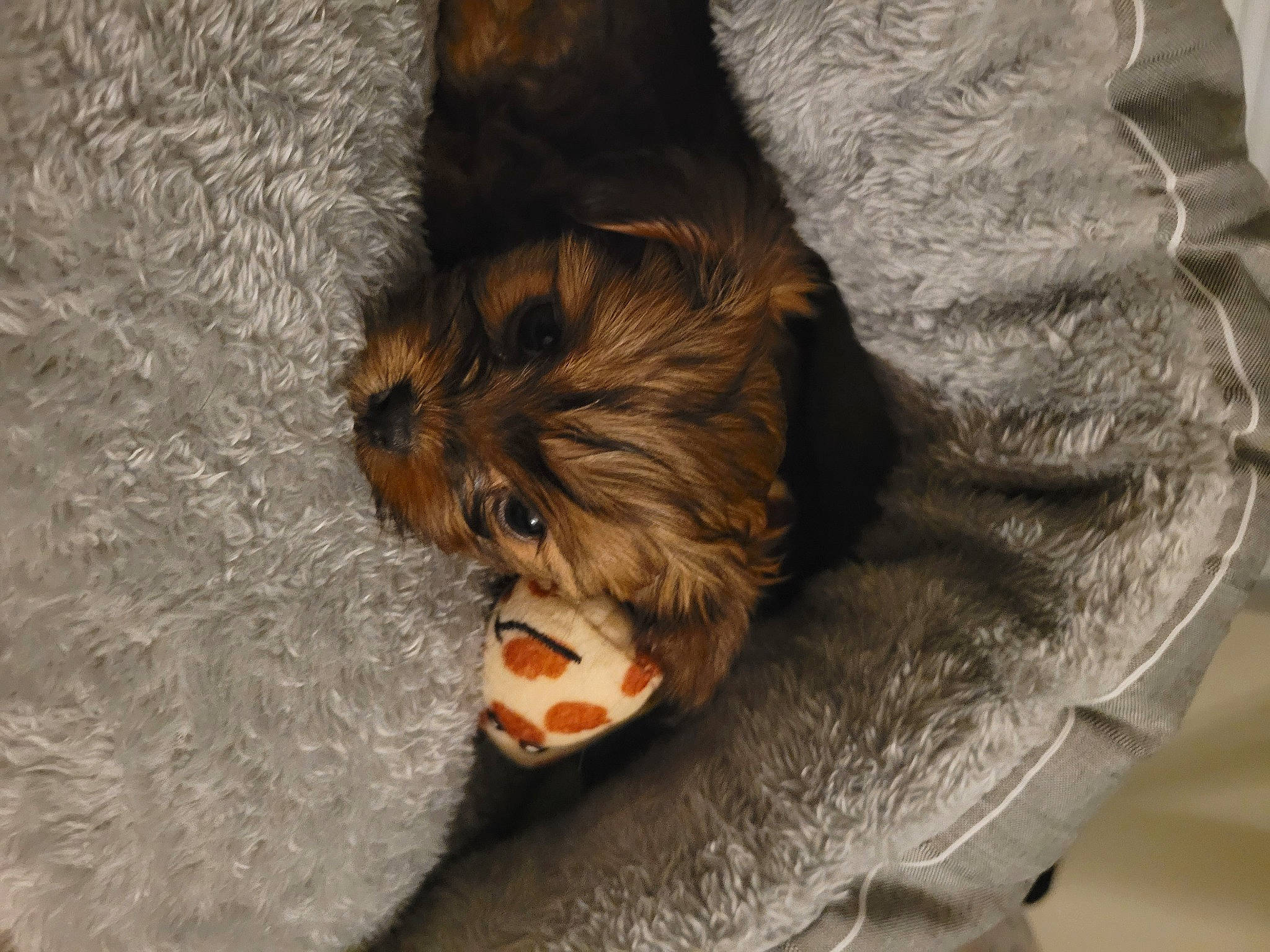 Yoshi joined the competition — help win amazing prizes! bat, carnivore, claw, companion_dog, dog, dog_breed, dog_supply, fawn, felidae, fur, liver, paw, small_terrier, snout, sporting_group, terrier, toy_dog, whiskers, wood, working_animal