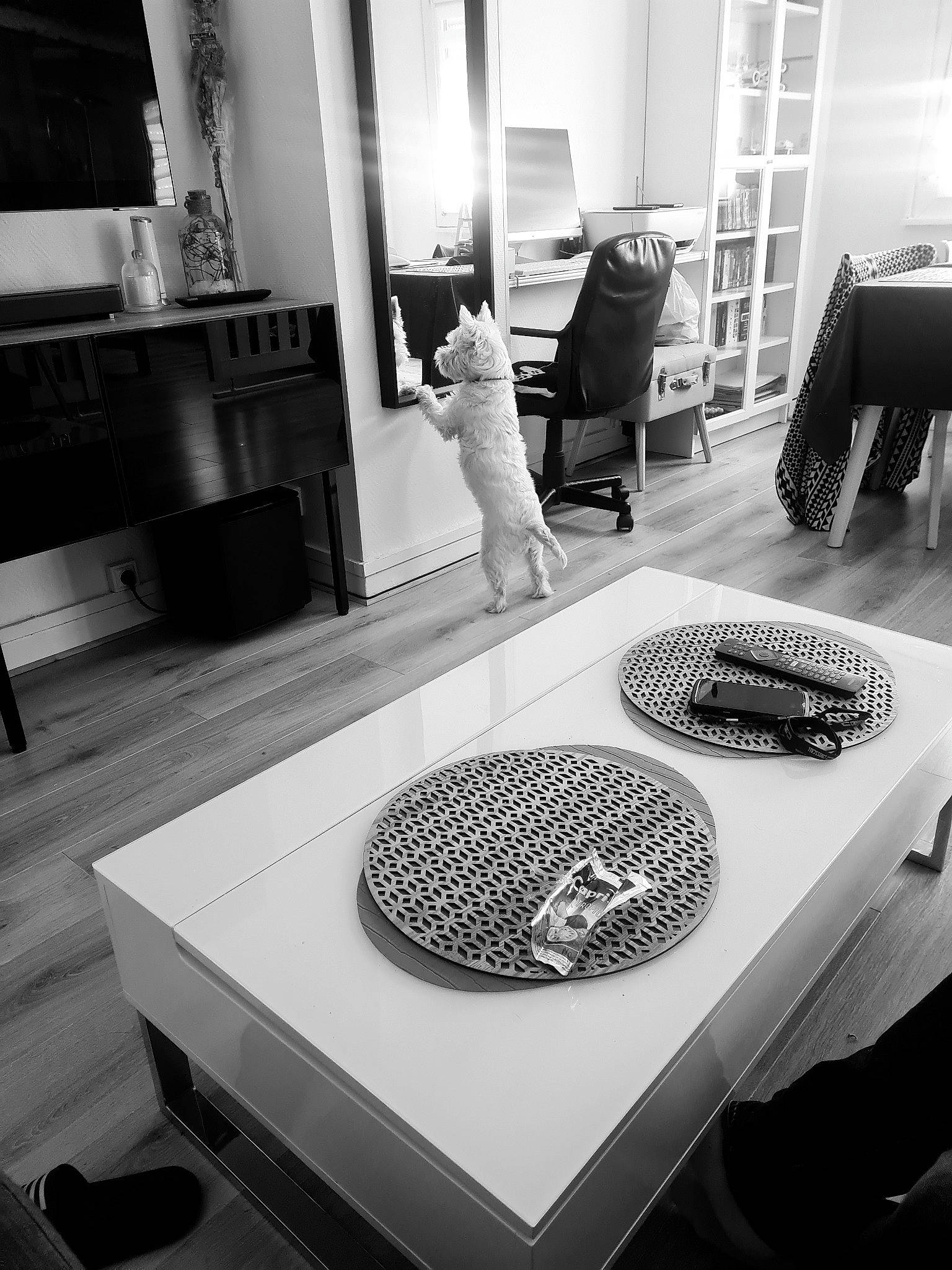 Ponpon a rejoint le concours — aidez-le/la à gagner de superbes lots ! architecture, audio_equipment, automotive_design, automotive_tire, black, black_and_white, circle, comfort, flooring, grey, light, line, monochrome, monochrome_photography, pattern, photograph, shelf, snapshot, style, white