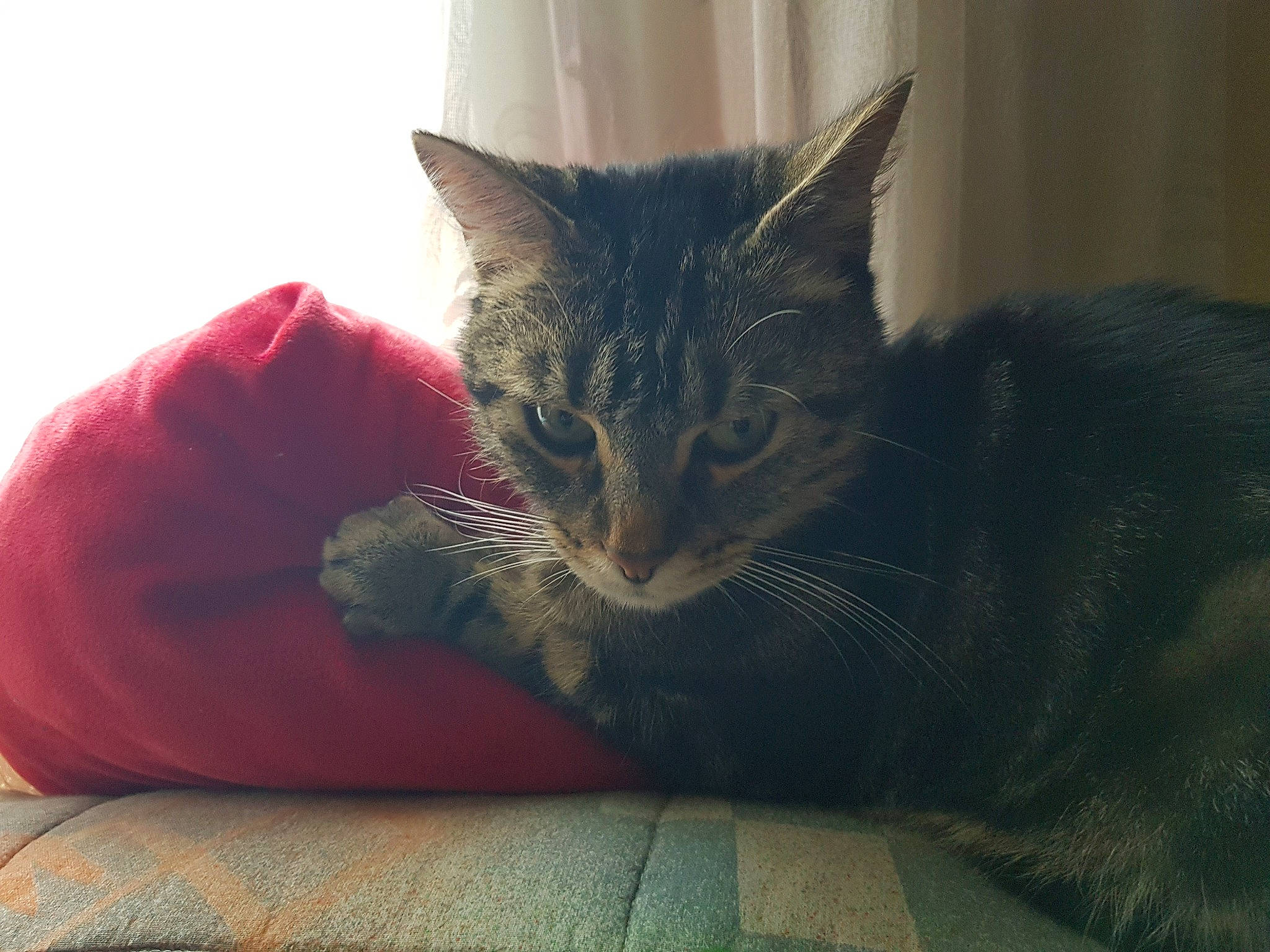 Mr Shimens a rejoint le concours — aidez-le/la à gagner de superbes lots ! carnivore, cat, comfort, domestic_short_haired_cat, felidae, fur, small_to_medium_sized_cats, snout, vertebrate, whiskers