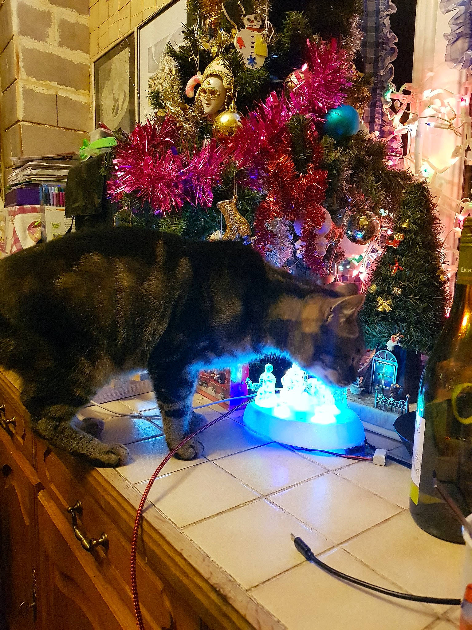 Mr Shimens a rejoint le concours — aidez-le/la à gagner de superbes lots ! carnivore, cat, christmas, christmas_decoration, christmas_eve, christmas_lights, christmas_ornament, christmas_tree, conifer, decoration, felidae, festival, fur, holiday, interior_design, ornament, pine, small_to_medium_sized_cats, tail, wine_glass