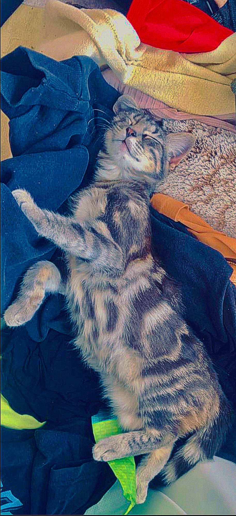 Kira participe au concours pour gagner de l'argent avec cette photo : art, carnivore, cat, claw, comfort, denim, domestic_short_haired_cat, electric_blue, felidae, fur, grey, illustration, pattern, paw, small_to_medium_sized_cats, snout, tail, vertebrate, visual_arts, whiskers