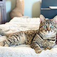 Cheeto is registered to the contest to win money with this photo: cat, tabby_cat, pet, animal, indoor, bed, blanket, fur, whiskers, green_eyes, relaxed, lying_down, cute, feline, domestic_animal, soft_texture, cozy, portrait, sleepy, household