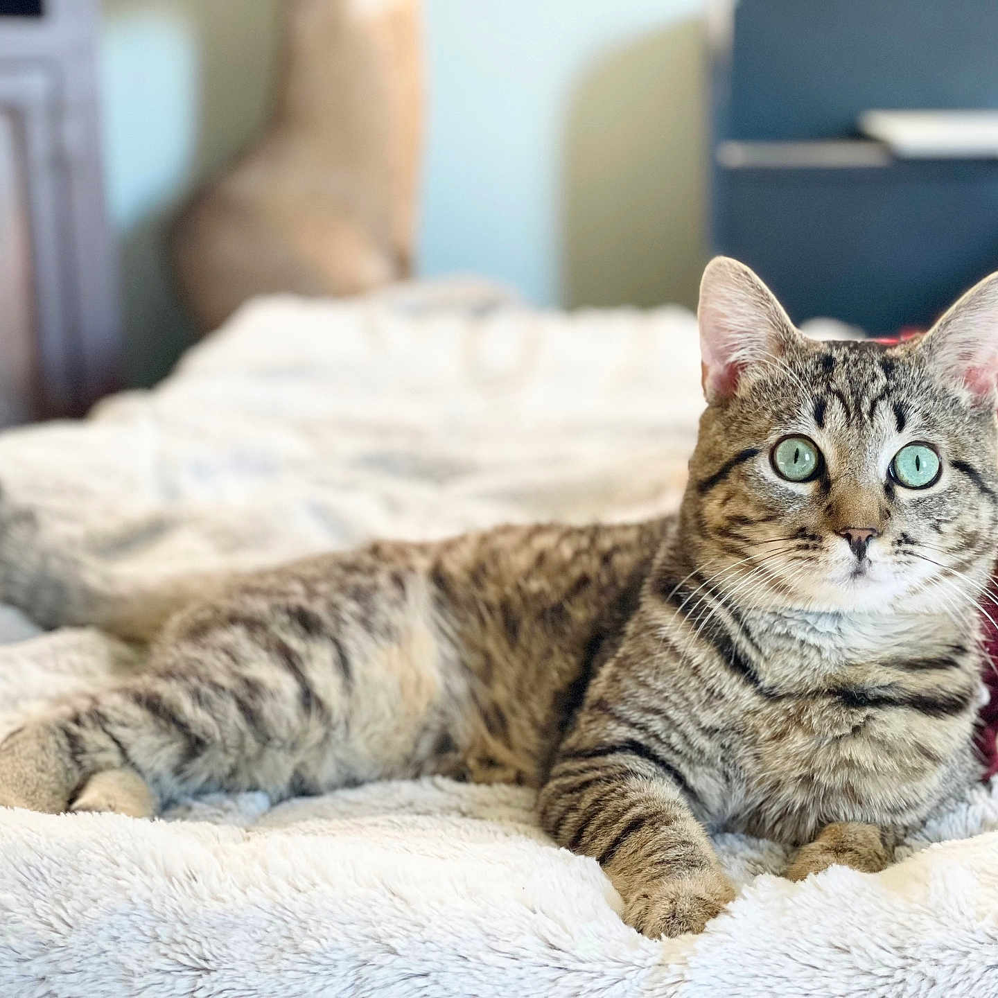 Cheeto is registered to the contest to win money with this photo: cat, tabby_cat, pet, animal, indoor, bed, blanket, fur, whiskers, green_eyes, relaxed, lying_down, cute, feline, domestic_animal, soft_texture, cozy, portrait, sleepy, household
