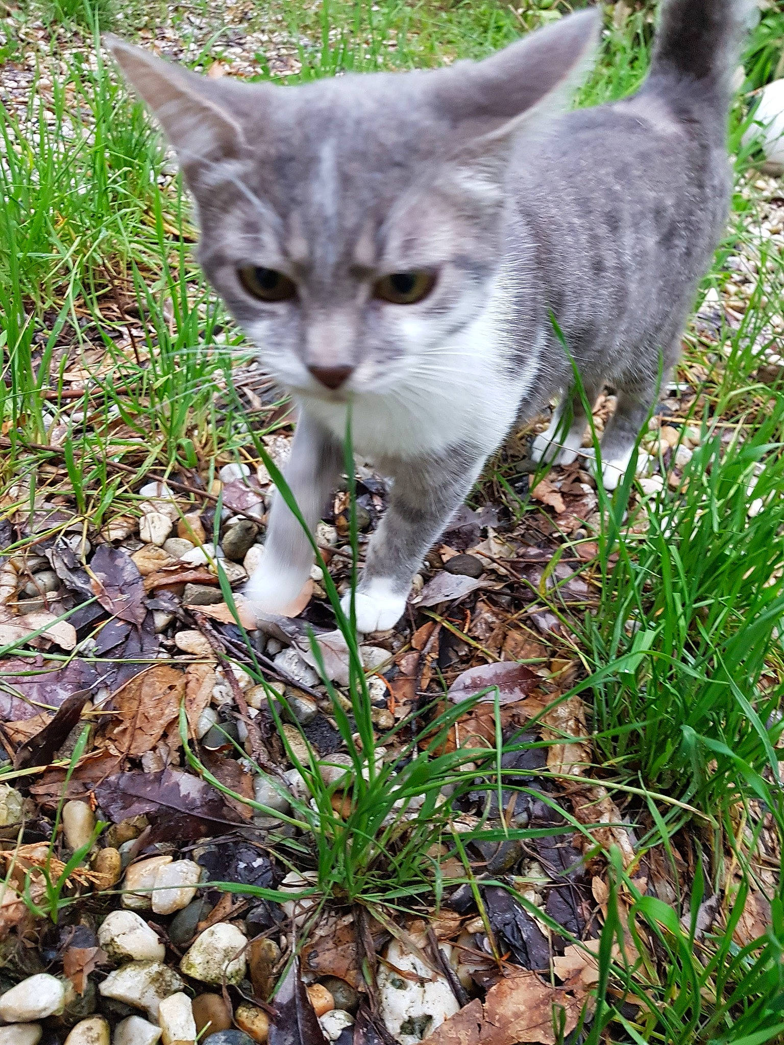 Opale participe au concours pour gagner de l'argent avec cette photo : botany, carnivore, cat, domestic_short_haired_cat, eye, fawn, felidae, flowering_plant, fur, grass, groundcover, leaf, plant, small_to_medium_sized_cats, snout, tail, terrestrial_animal, terrestrial_plant, tree, whiskers