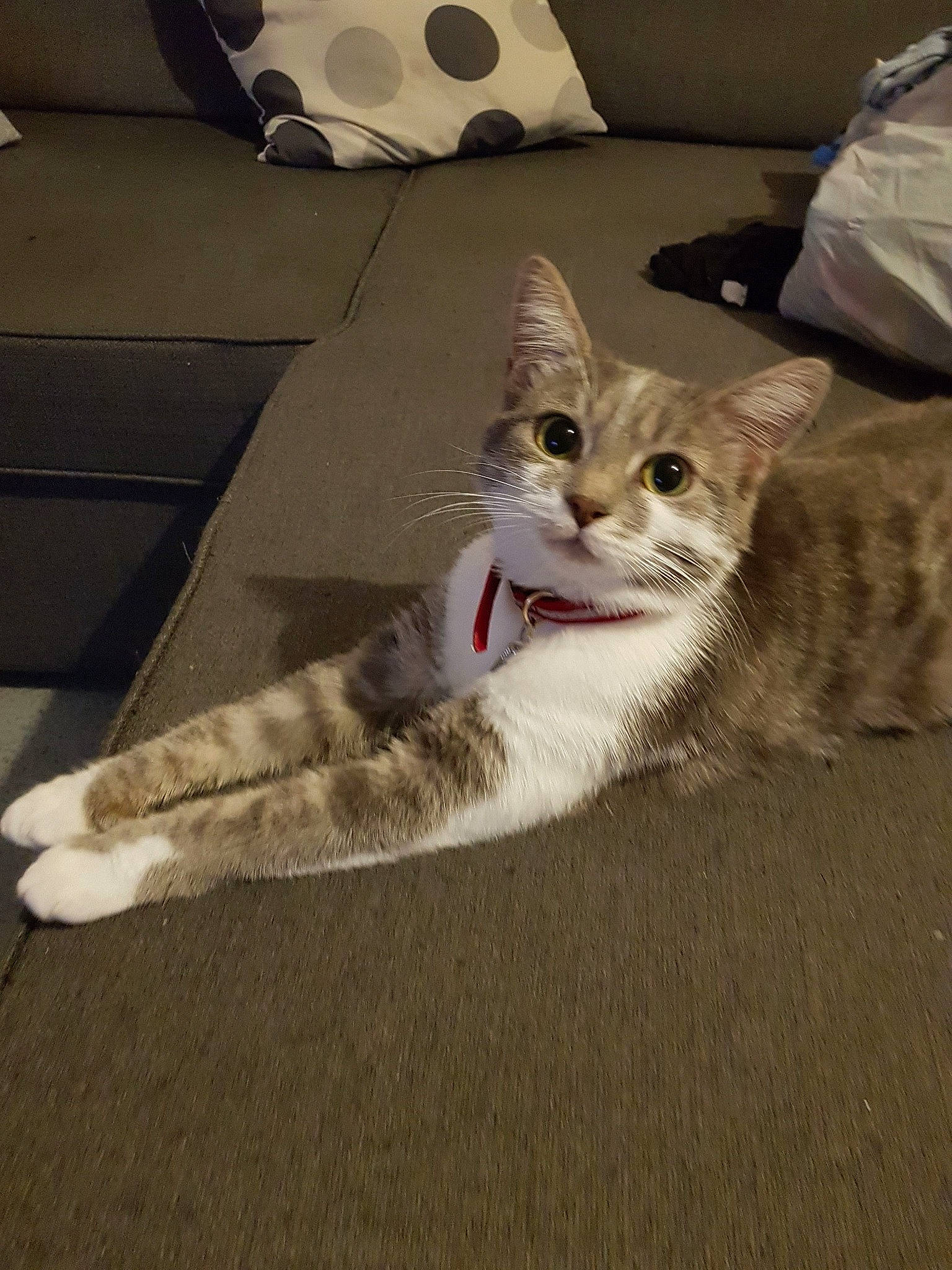 Opale participe au concours pour gagner de l'argent avec cette photo : canidae, carnivore, cat, comfort, couch, domestic_short_haired_cat, fawn, felidae, flooring, foot, fur, grey, human_leg, linens, paw, pillow, small_to_medium_sized_cats, tail, whiskers, wood