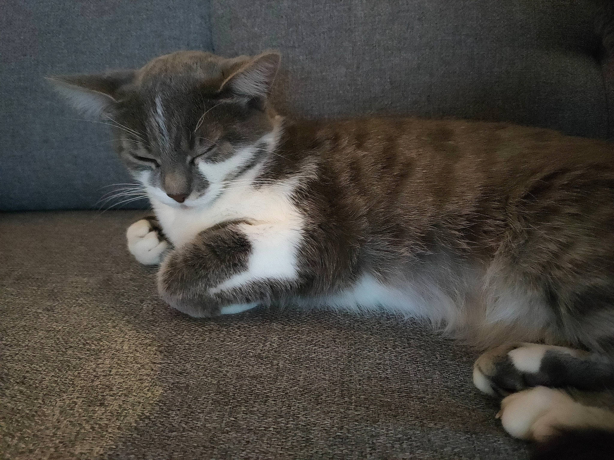 Opale participe au concours pour gagner de l'argent avec cette photo : carnivore, cat, claw, domestic_short_haired_cat, felidae, flooring, fur, grey, paw, road_surface, small_to_medium_sized_cats, tail, terrestrial_animal, whiskers