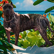 Rocky Canario García is registered to the contest to win money with this photo: dog, brindle, beach, sand, flowers, greenery, ocean, sky, outdoor, chain_collar, standing, nature, summer, tropical, pet, canine, animal, sunlight, leaves, scenery