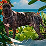 dog, brindle, beach, sand, flowers, greenery, ocean, sky, outdoor, chain_collar, standing, nature, summer, tropical, pet, canine, animal, sunlight, leaves, scenery