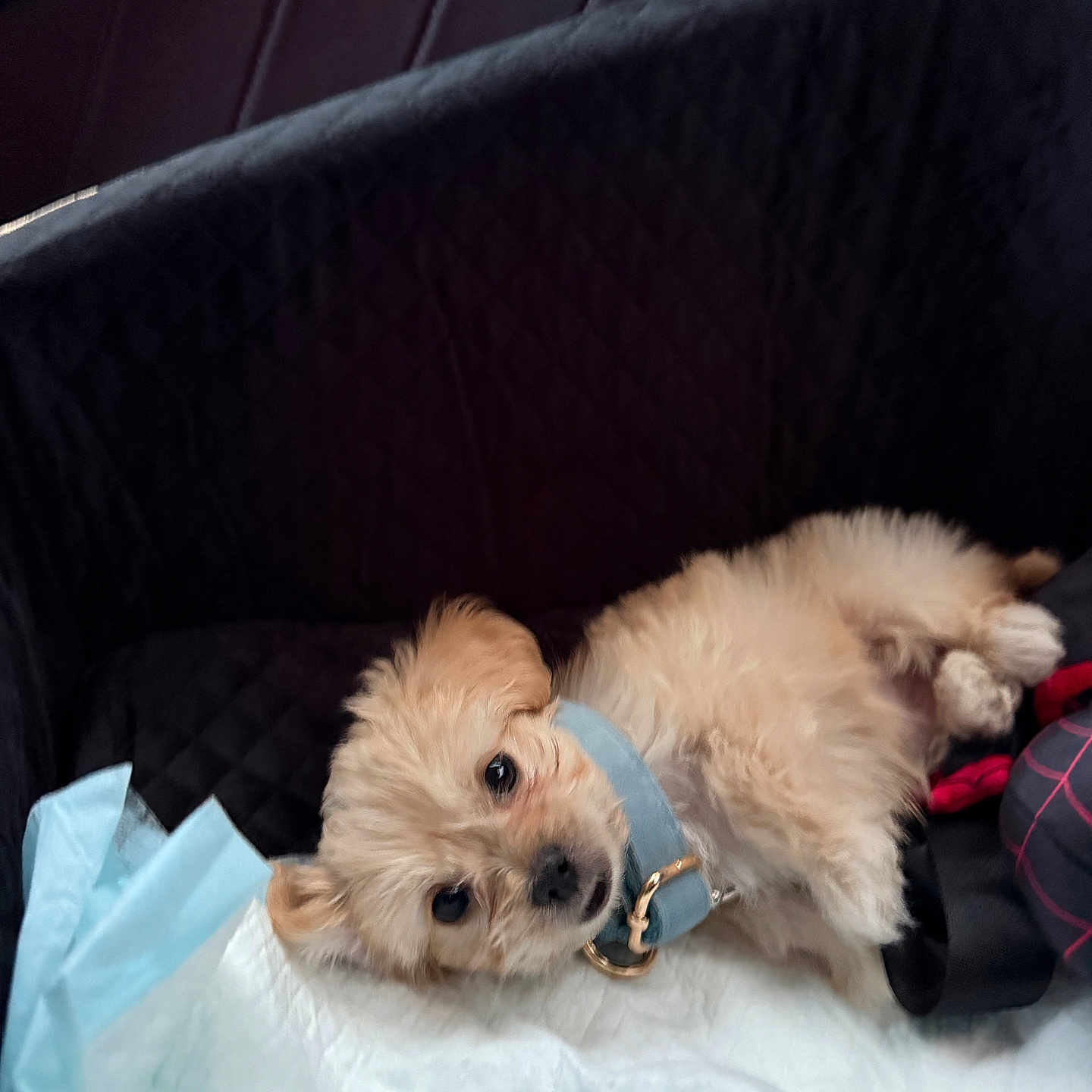 Mochi is registered to the contest to win money with this photo: adorable, animal, carrier, collar, comfort, cozy, cute, dog, fluffy, fur, indoor, light_blue, looking, lying_down, pet, puppy, resting, small_dog, soft, young