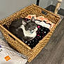 Earl joined the competition — help win amazing prizes! animal, basket, blanket, cat, comfort, cozy, cute, domestic_cat, feline, floor, fur, gray_cat, home, indoor, pet, relaxing, resting, scratching_post, white_cat, wooden_floor