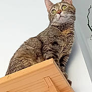 Grisette a rejoint le concours — aidez-le/la à gagner de superbes lots ! cat, tabby, wooden_shelf, indoor, pet, animal, curious, feline, whiskers, ears, eyes, fur, claws, looking_up, domestic_cat, houseplant, minimalist, wall, sitting, close_up
