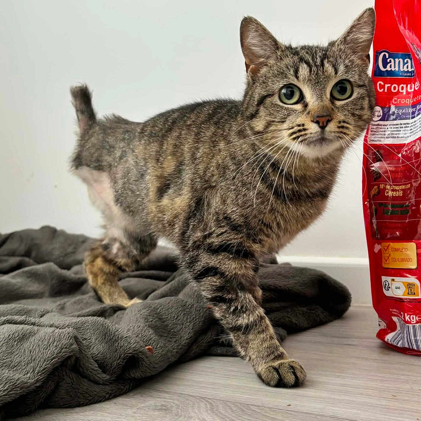 Bianca participe au concours pour gagner de l'argent avec cette photo : cat, tabby_cat, pet, animal, feline, indoor, curious, blanket, floor, food_bag, red_bag, whiskers, ears, eyes, paw, fur, walking, domestic_cat, close_up, soft_texture