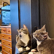 Kitty Car joined the competition — help win amazing prizes! cat, gray_cat, white_paws, reflection, mirror, leather_chair, furniture, indoor, wooden_dresser, television, curious, pet, animal, whiskers, ears, paws, looking_up, cozy_room, home_interior, domestic