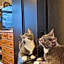 cat, gray_cat, white_paws, reflection, mirror, leather_chair, furniture, indoor, wooden_dresser, television, curious, pet, animal, whiskers, ears, paws, looking_up, cozy_room, home_interior, domestic