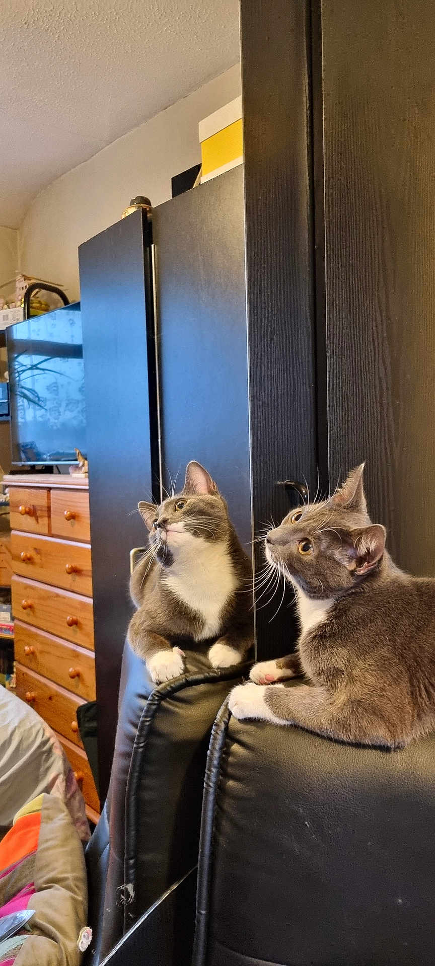 Kitty Car joined the competition — help win amazing prizes! cat, gray_cat, white_paws, reflection, mirror, leather_chair, furniture, indoor, wooden_dresser, television, curious, pet, animal, whiskers, ears, paws, looking_up, cozy_room, home_interior, domestic